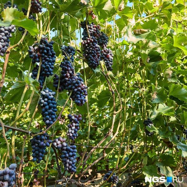 Этот кадр сделан не на юге, а под Новосибирском! | Источник: Александр Ощепков / NGS.RU