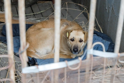 СК Приангарья прокомментировал дело об отлове бездомных собак