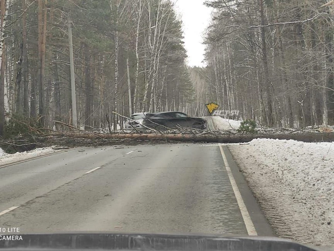 Упавшие деревья перегораживают дорогу автомобилистам | Источник: АСТ-54 Black/t.me
