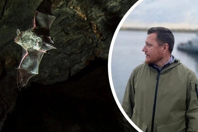 Грант на изучение «пения» летучих мышей получили в ПГНИУ