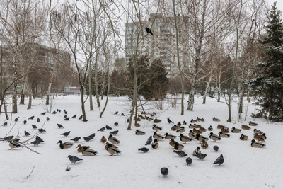Volgograd Residents Worry About Fat Ducks in Park Freeze