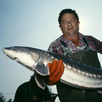 Есть особи по 135 см. В Азовском море впервые за 20 лет стало много русского осетра