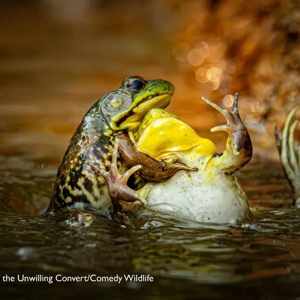 Источник: Nikon Comedy Wildlife Awards
