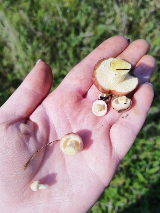 Маслятки&nbsp;— просто прелесть | Источник: Вироника, «IrCity.ru | Новости Иркутска | Байкала | Ангарска | Братска» / T.me