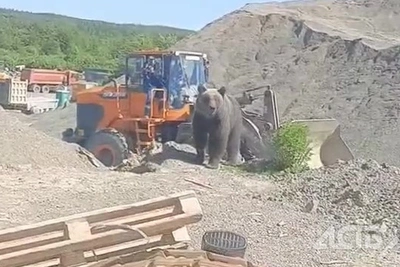 Медведи на сахалинском карьере не боятся спецтехники