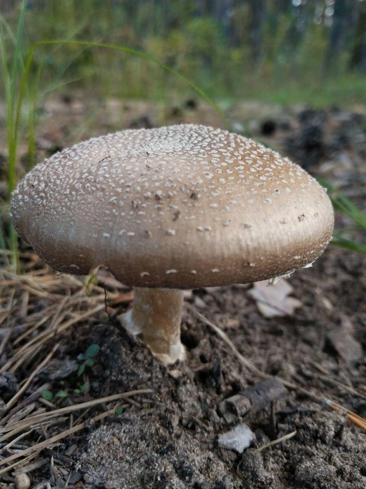 А вы знали, что мухоморы бывают не только красные, но и оранжевые, черные, белые, соломенно-желтые и даже серебристые? | Источник: читатель 63.RU