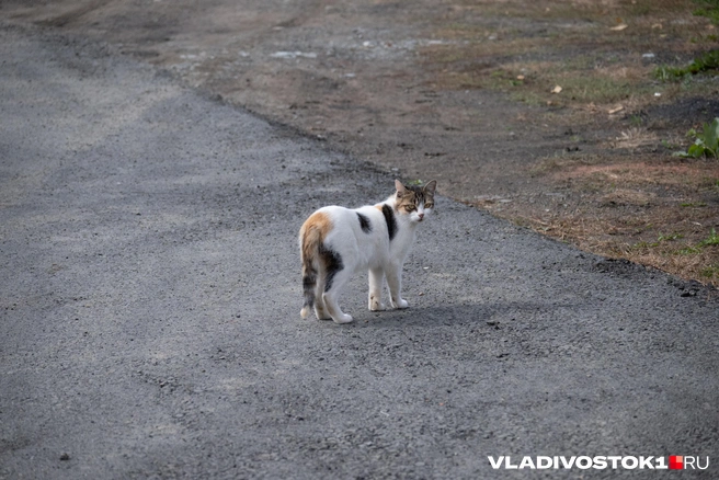 Источник: Елена Буйвол / VLADIVOSTOK1.RU