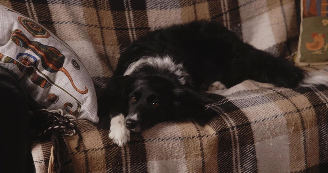 Источник: кадр из фильма «Двое в одной жизни, не считая собаки» (2025)