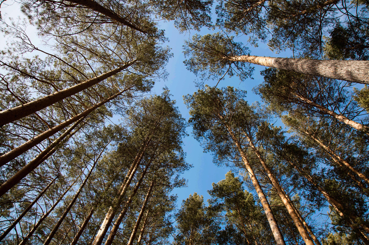Хвойные и лиственные: 7 самых распространенных деревьев России