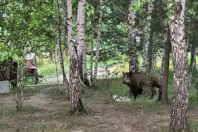В Новосибирском районе кабаны уничтожают урожай дачников