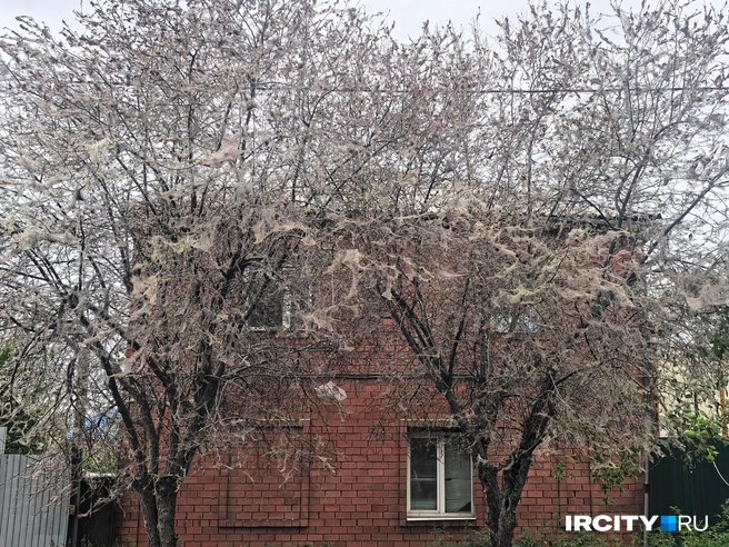 Учёный объяснил появление паутины на деревьях | Источник: Алёна Кашпарова / «ИрСити»
