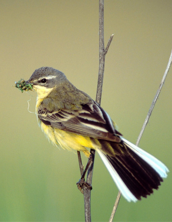 Проворные пташки: как живут неутомимые истребители насекомых трясогузки