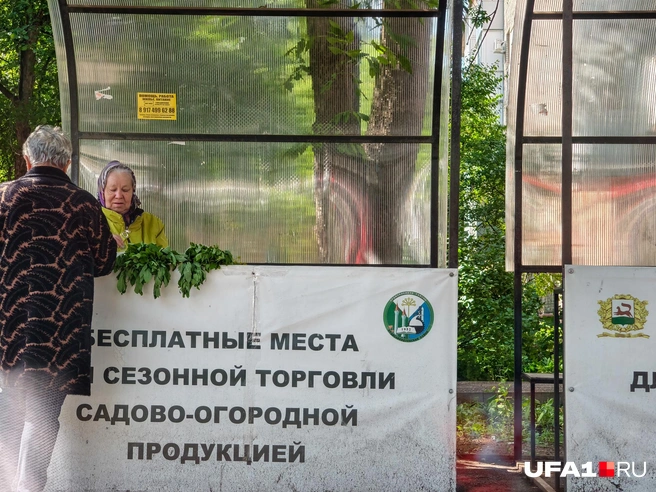 На бульваре только зелень | Источник: Булат Салихов / UFA1.RU