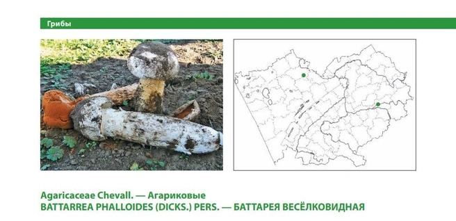 Растёт в полупустынях, сухих степях, а также по берегам рек | Источник: Красная книга Алтайского края