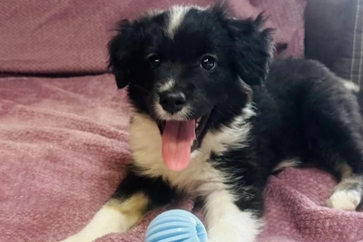 Rescued puppy in Irkutsk seeks loving home