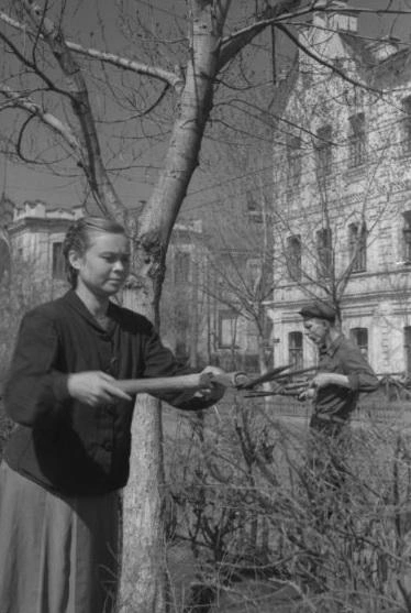 Стрижка кустарника на улице Льва Толстого&nbsp;— дело серьезное. 1951 год | Источник: фотофонд Самарского областного государственного архива социально-политической истории