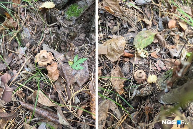 Елизавета обнаружила гриб вчера, 6 сентября  | Источник: читательница НГС 