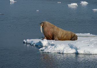 Короли Арктики: 10 удивительных фактов о моржах