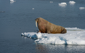 Короли Арктики: 10 удивительных фактов о моржах