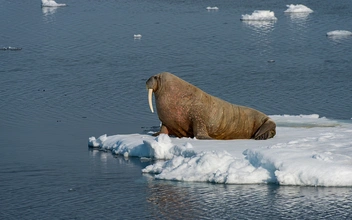 Короли Арктики: 10 удивительных фактов о моржах