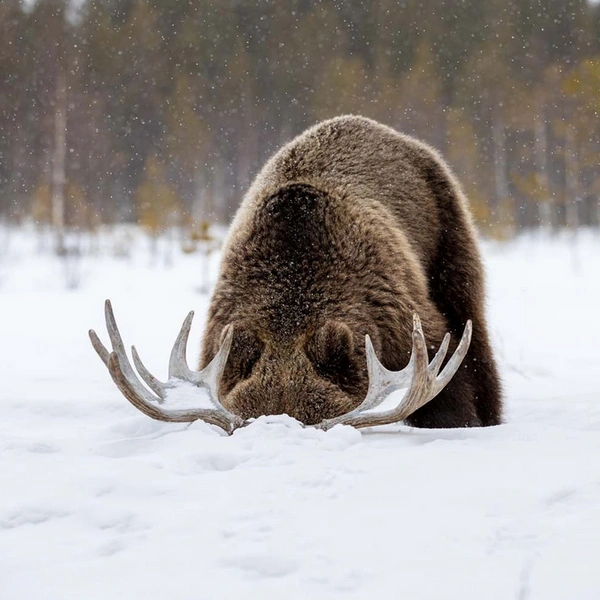 «Кажется, медведица мне изменяет» | Источник: Ilkka Niskanen / European Wildlife Photographer of the Year 2023