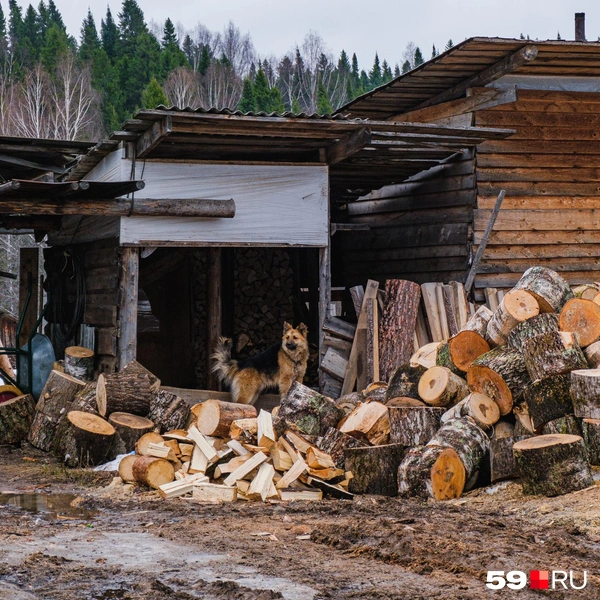 На Центральной улице мы встретили такого охранника | Источник: Тимофей Калмаков / 59.RU