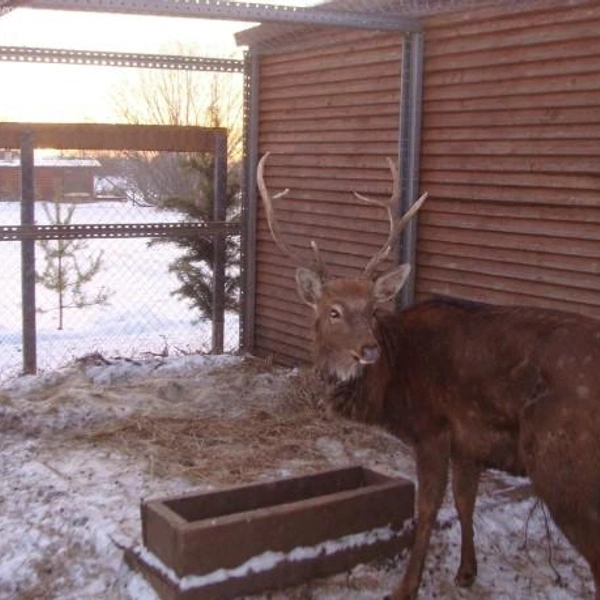 … и олень! | Источник: realty.yandex.ru