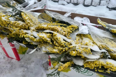 Цены на мимозу в Мурманске перед 8 Марта