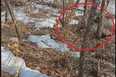 Беременную косулю спасли в Приамурье
