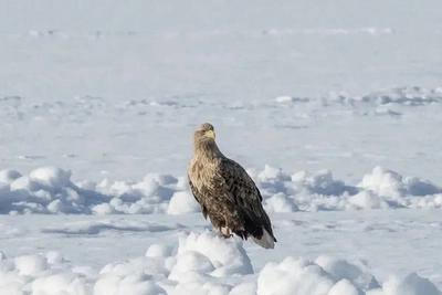 В Омской области запечатлели краснокнижного орлана