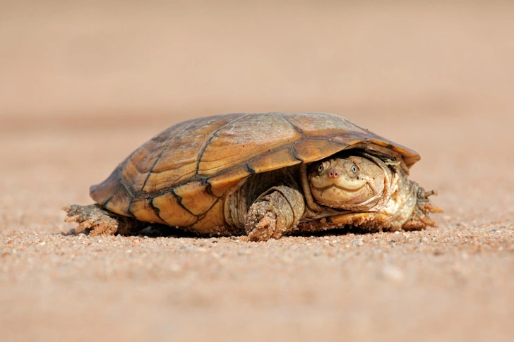 Источник: EcoPrint via Shutterstock/Fotodom.ru