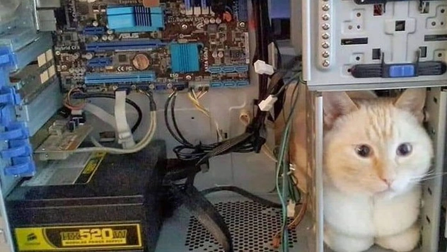 Коты вытворяют нечто очень странное, но все равно остаются милыми: фотоподборка