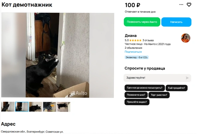 Вообще, если в вашем доме нет мужика с руками — заведите кота! | Источник: Avito