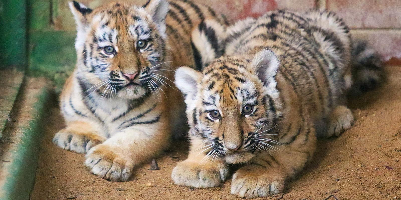 V moskovskem živalskem vrtu se skotila amurska tigra