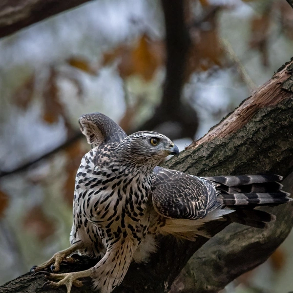 Источник: Антон Кубышкин / «Птицы СПб и России»