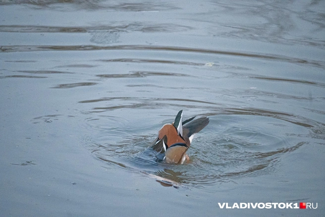 Источник: Елена Буйвол / VLADIVOSTOK1.RU