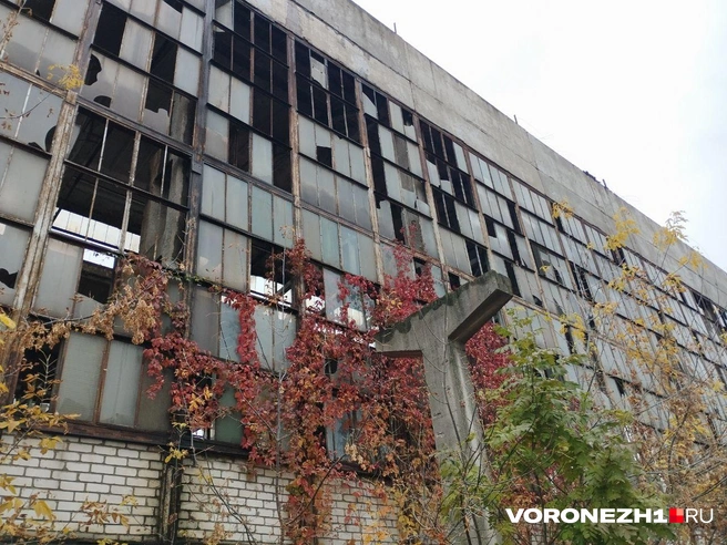 Источник: Дмитрий Волгин / Voronezh1.ru