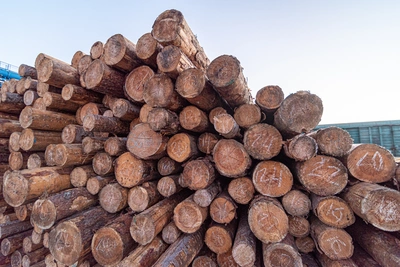 Группу контрабандистов леса осудили в Тульской области