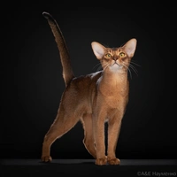 Усы, лапы и хвосты — вот их документы: посмотрите на 10 самых красивых в мире домашних котиков по версии WCF