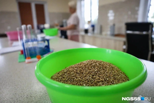 Омского зерна в этом году много, но есть проблемы с его качеством  | Источник: Евгений Софийчук / NGS55.RU