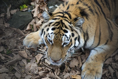 Тигр напал на машину в Приморье: видео инцидента