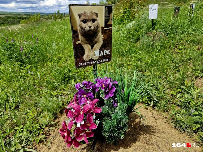 С Марсом хозяева попрощались совсем недавно | Источник: Виктория Федорова / 164.RU