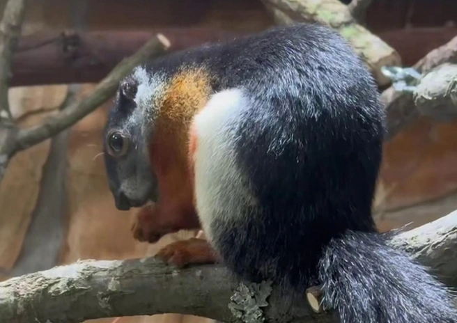 В Ленинградском зоопарке показали белку с тропическим окрасом. Посмотрите, если устали от серых красок | Источник: Ленинградский зоопарк