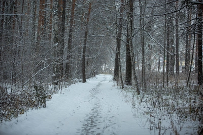 Спасенный медвежонок оказался самкой и чувствует себя хорошо