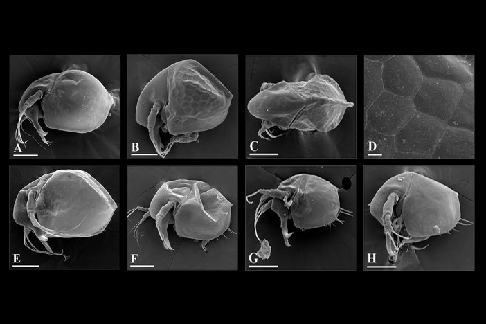 Некоторые виды водяных блох оказались ровесниками динозавров