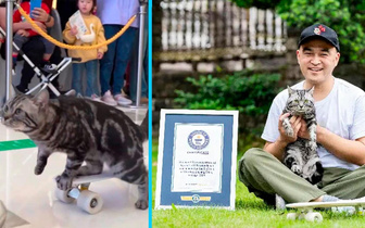 Толкается лапкой: посмотрите на кота-скейтбордиста, который попал в Книгу рекордов Гиннесса