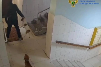 Женщину оштрафовали за избиение собаки в подъезде