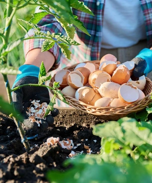 Чем подкормить смородину, малину и не только: три продукта с вашей кухни