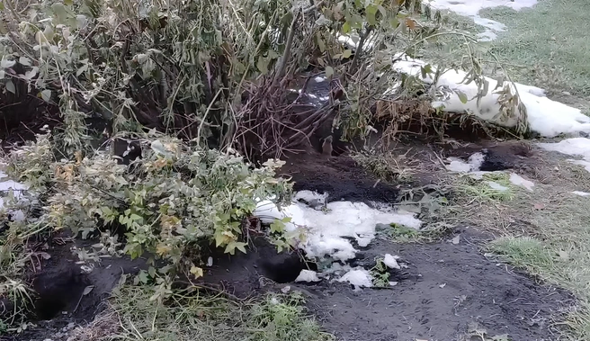 Новосибирец снял вредителей на видео | Источник: Павел / Telegram