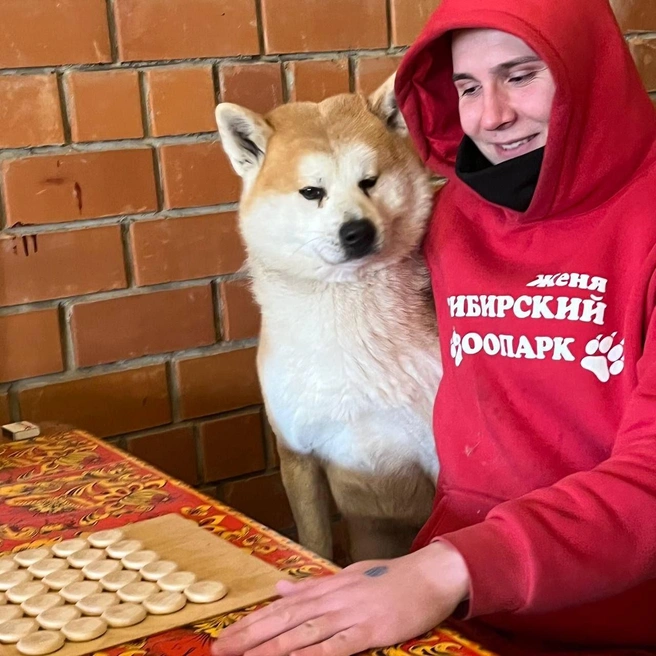 Учится играть в настолки | Источник: «Сибирский зоопарк» / Telegram